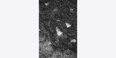 Mỹ và Iran đàm phán tại Geneva giữa vòng vây áp lực quân sự